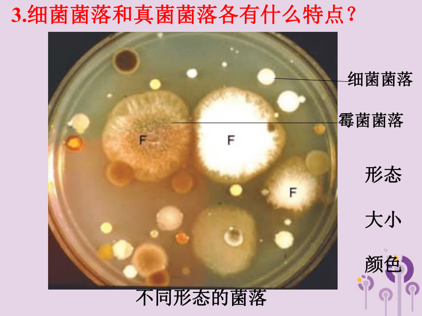 八年级生物上册5.4.1细菌和真菌的分布课件（22张PPT）
