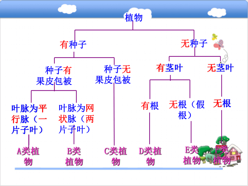 七年级生物上册 5.1 尝试对生物进行分类 （新版）冀教版29张PPT