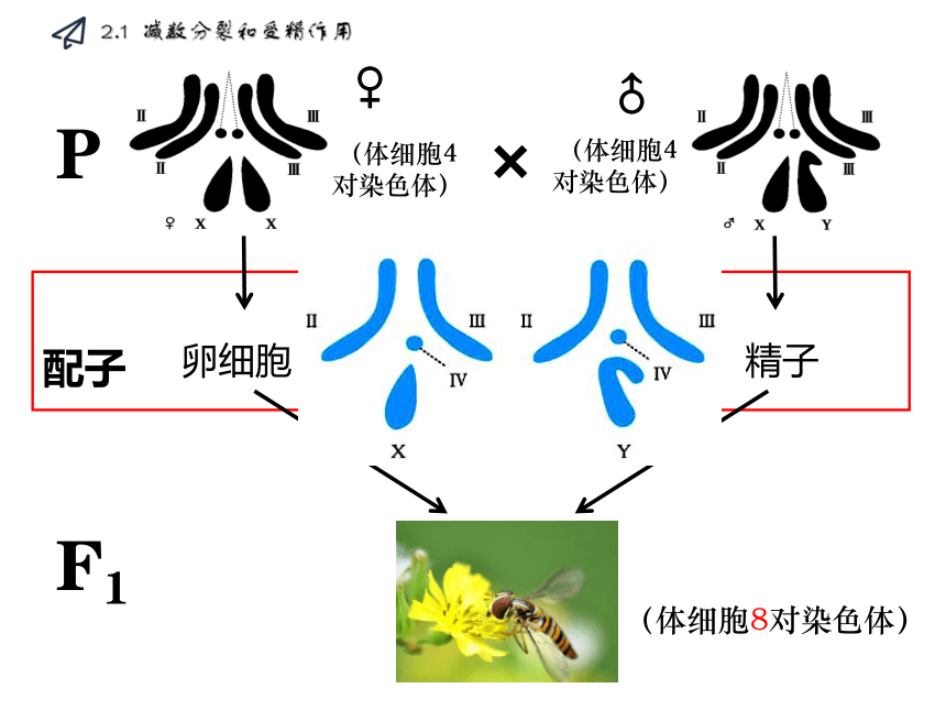 2020-2021学年高一生物人教版必修二2.1 减数分裂和受精作用课件（63张ppt）