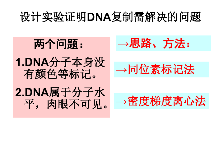 人教版生物必修2  3.3 DNA的复制（共26张ppt)