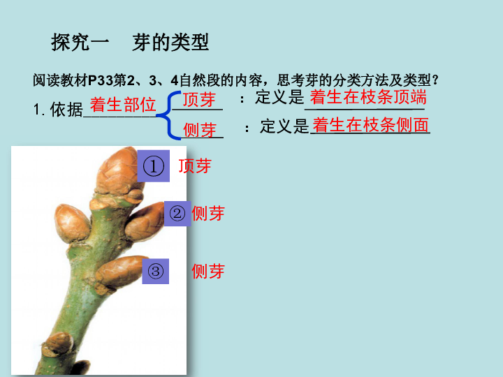 芽的类型和发育 课件 (共24张PPT)