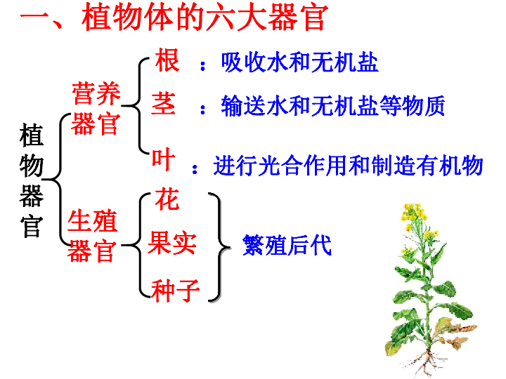 23《植物体的结构层次》课件(45张ppt)