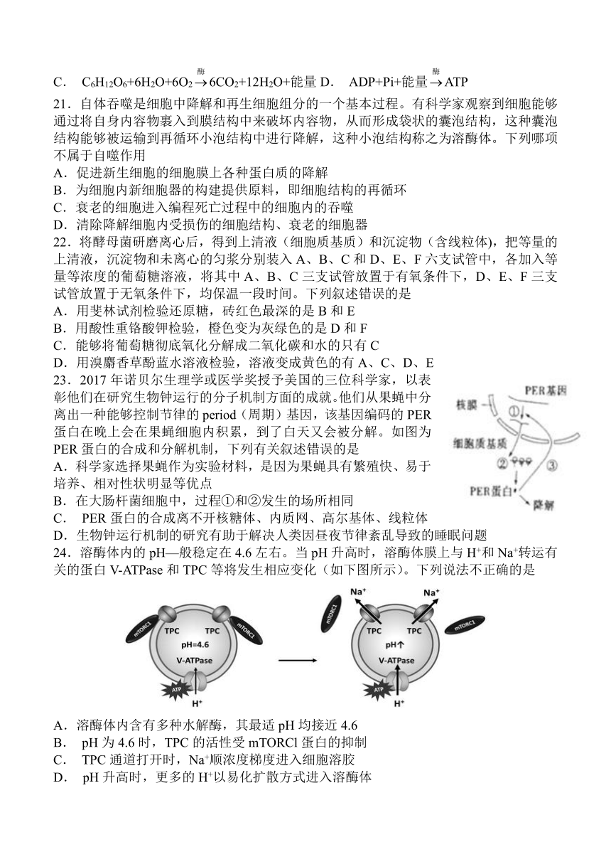 湖南湖北八市十二校2019届高三第一次调研联考 生物