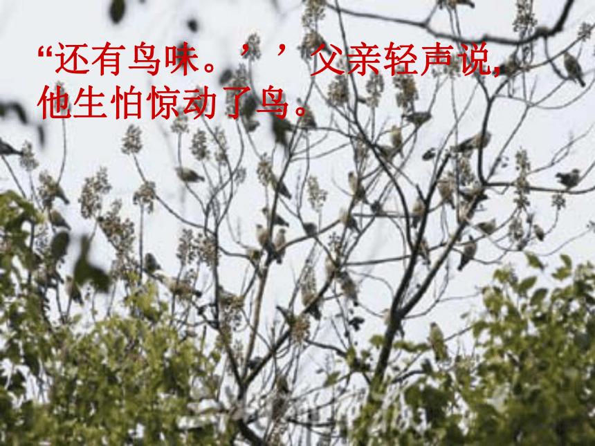 语文三年级下西师大版27《父亲、树林和鸟》4