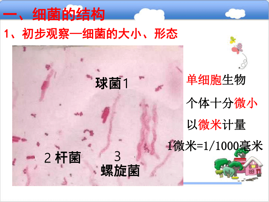 八年级生物上册5.1.1细菌课件（新版）冀教版 (1)  25张PPT