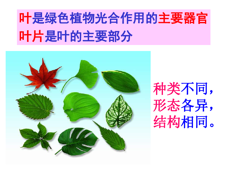 生物苏教版七上6．2植物光合作用的场所课件（25张ppt）