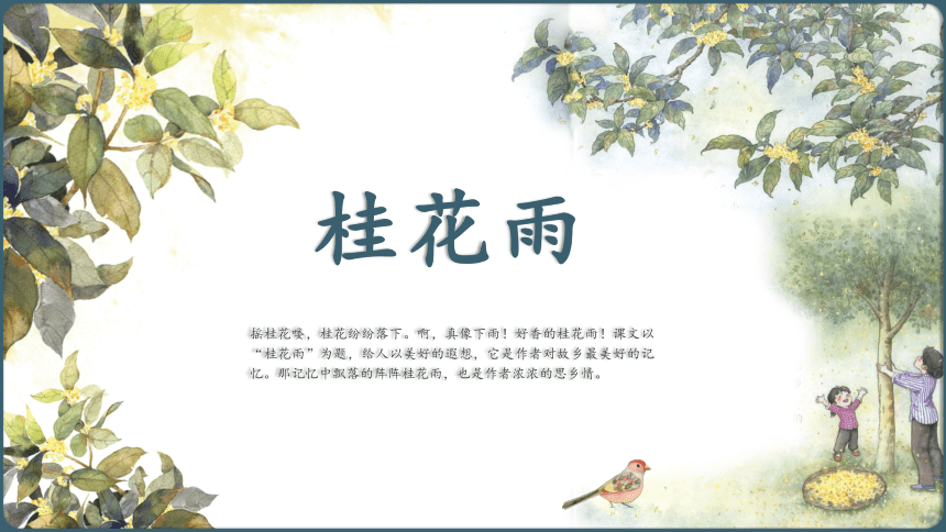 桂花雨背景图图片