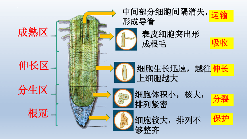 豆芽导管图图片