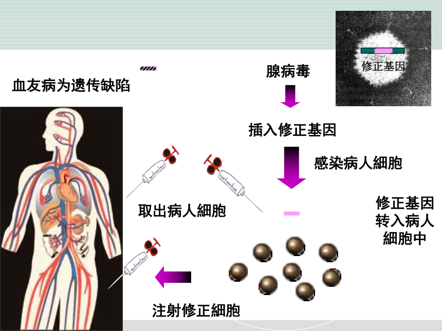 25.2《现代生物技术》课件（共32张PPT）