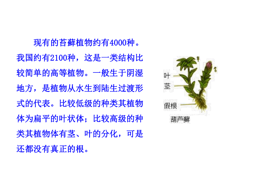 第22章 第2节  植物的主要类群(第2课时)（北师大版八年级下）