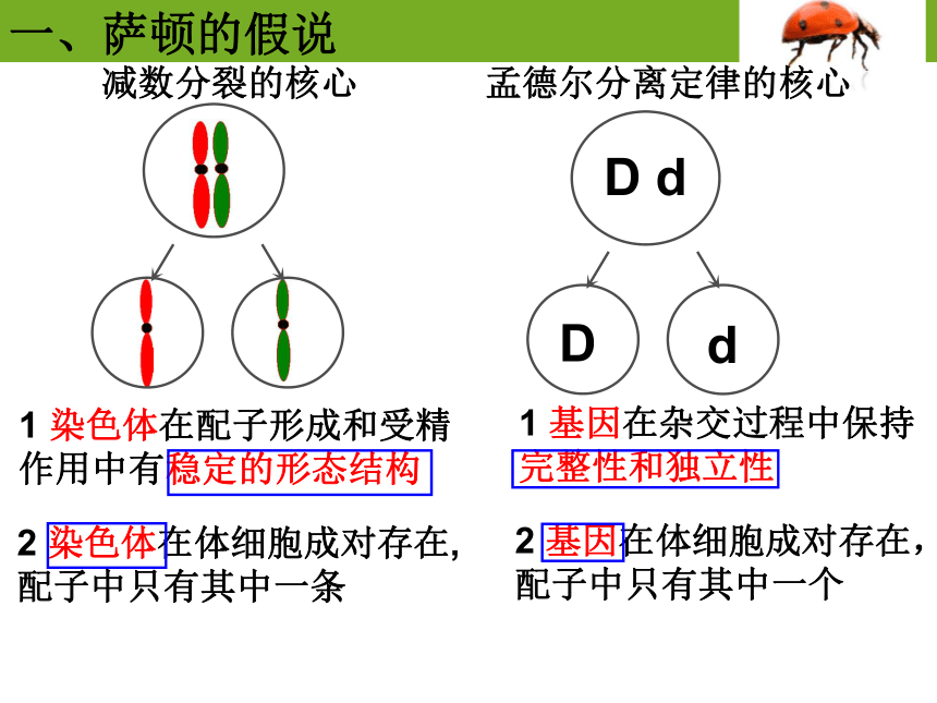 2基因在染色體上 課件(31張ppt)