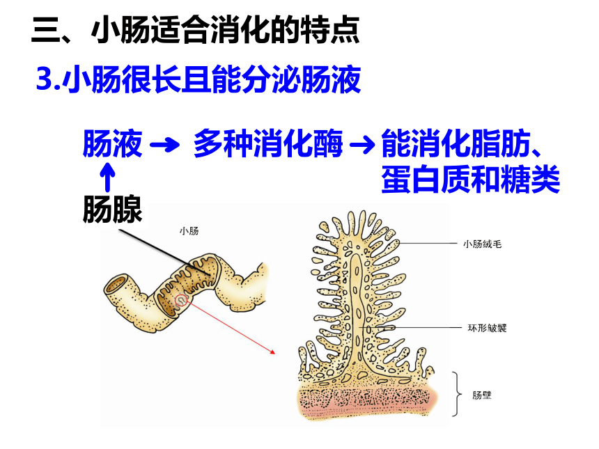 20212022學年冀少版生物七年級下冊2122食物在胃腸內