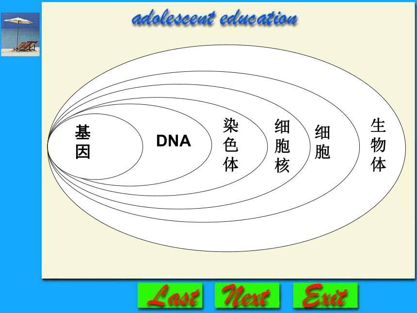 河北省望都县第三中学八年级生物下册教学课件：基因在亲子代间的传递（共21张PPT）