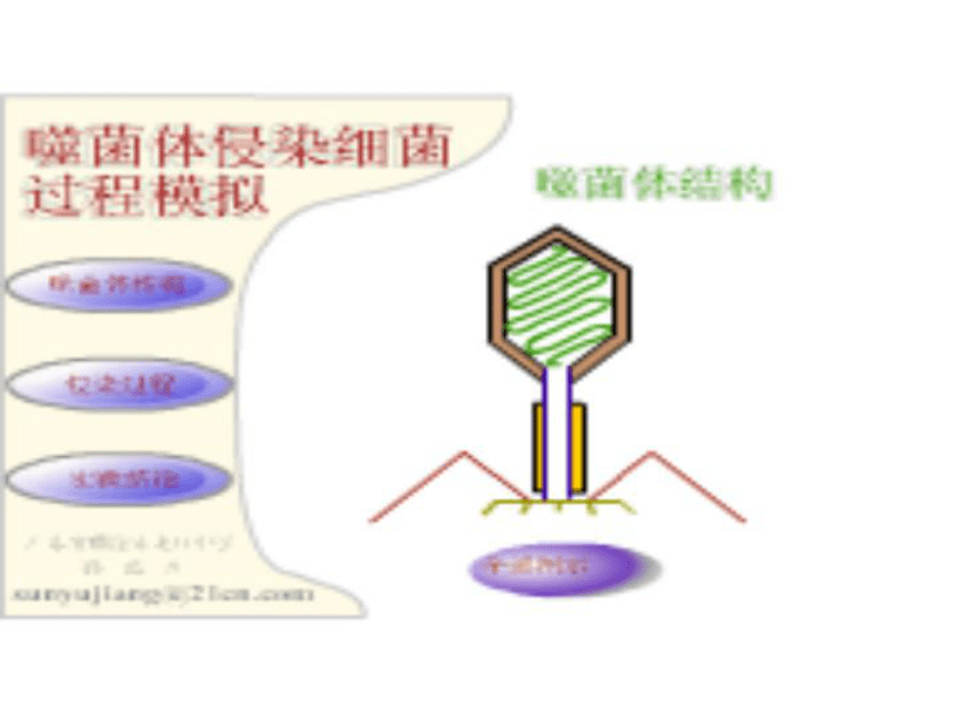 浙科版金华市江南中学选修2第三章第1节：核酸是遗传物质的证据