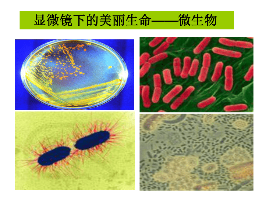 5.1.2美丽多样的生命 课件