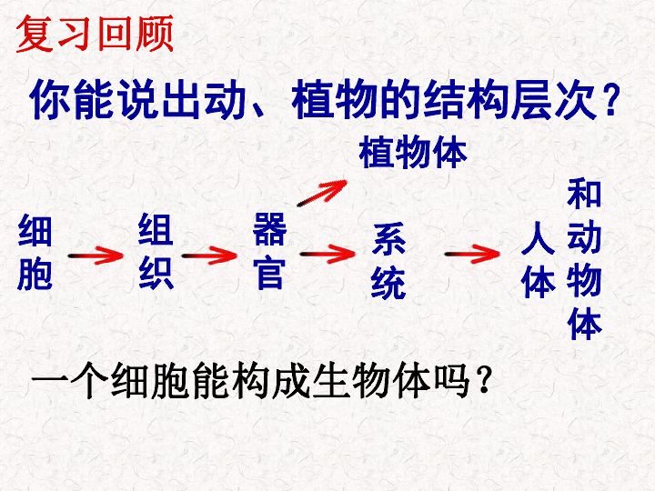 苏科版七年级下册生物 4.9.3 单细胞的生物体 课件 (共22张PPT)