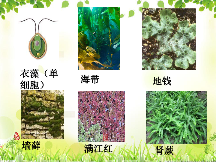 第六讲 生物圈中有哪些绿色植物.（20张ppt）