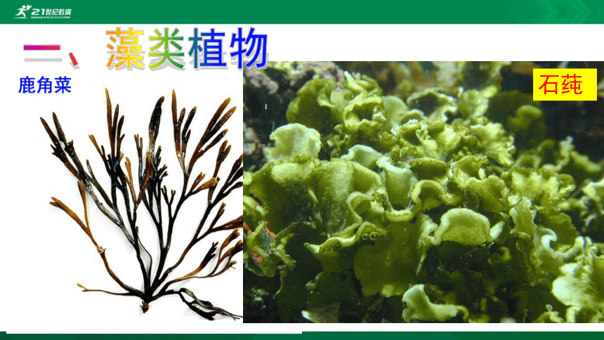 3.1.1 藻类、苔藓和蕨类植物（共49张PPT）