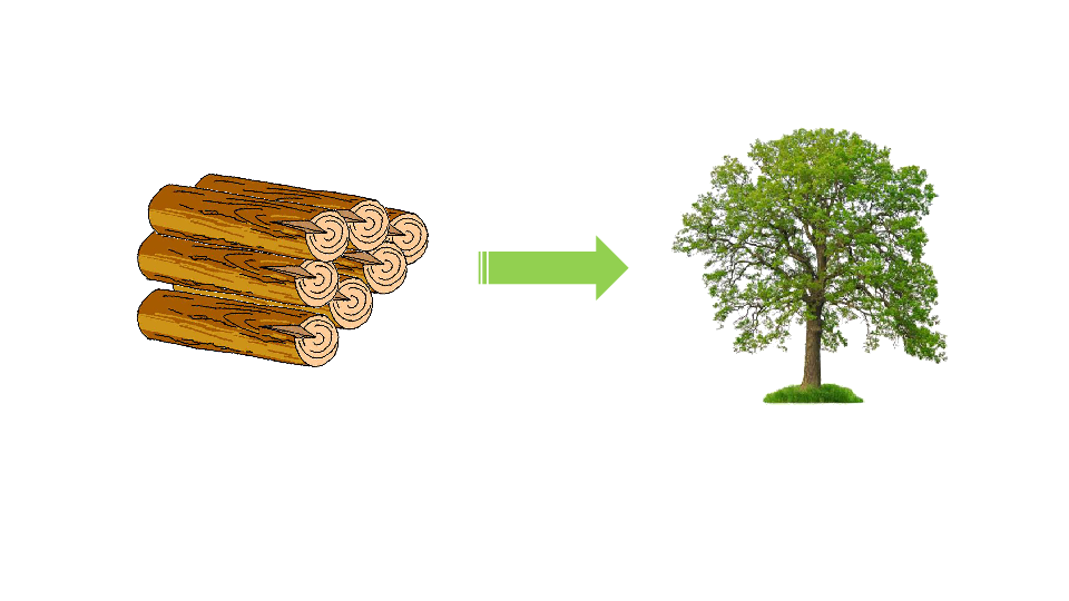 Module 4 Unit 11 Trees 课件（46张PPT)