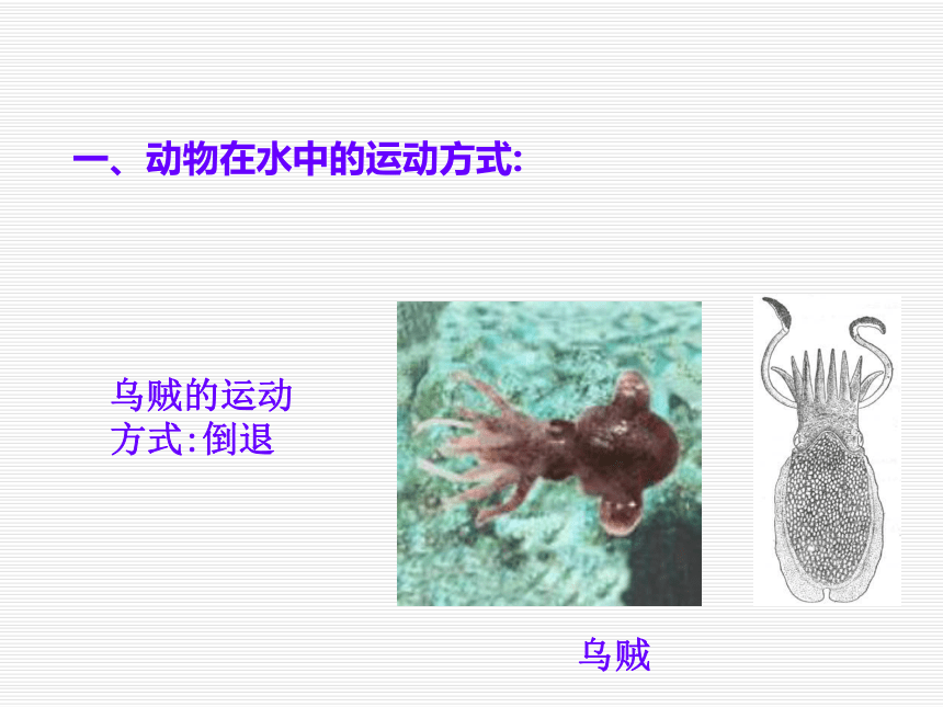 青岛版六年级科学上册13课动物的运动
