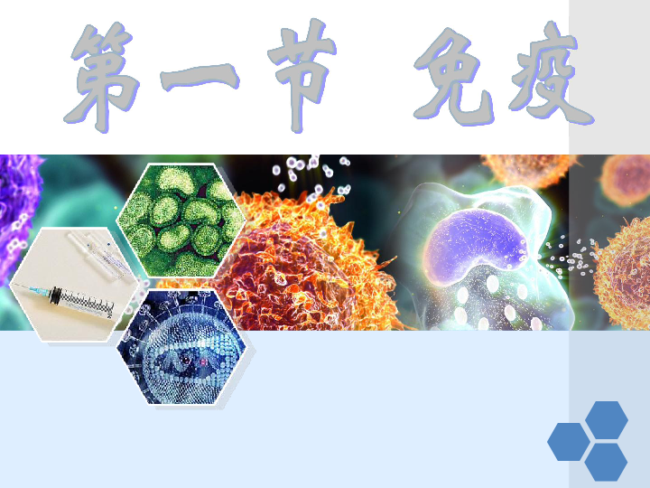 冀教版七下生物 6.1免疫 课件（24张PPT）