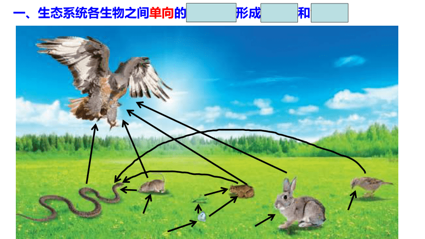 高中生物浙科版2019選擇性必修二32食物鏈和食物網形成生態系統的營養