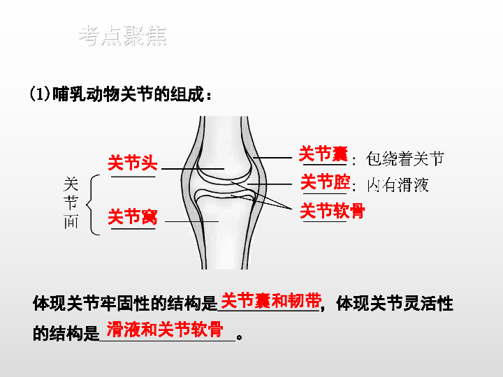 2020版中考生物二轮复习（江西专用）课件 六、动物的运动和行为（35张ppt）