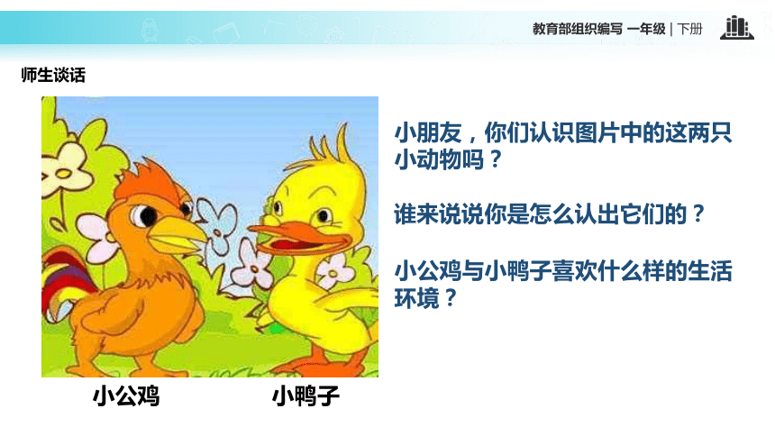 小公鸡和小鸭子 课件(共18张PPT)