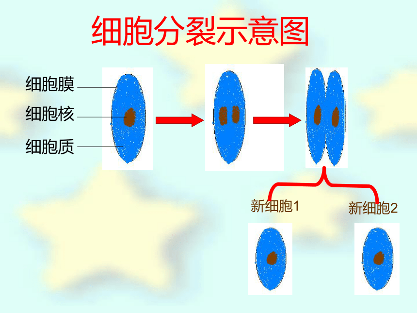 3 細胞分裂與分化 課件(共23張ppt)