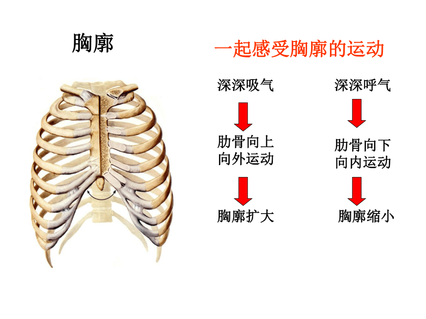 人教版七年级下册第三章第二节发生在肺内的气体交换（共33张PPT）