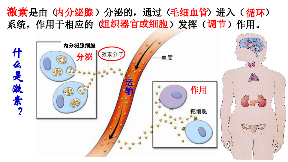 苏教版生物七下12.1《人体的激素调节》课件（共31张PPT）