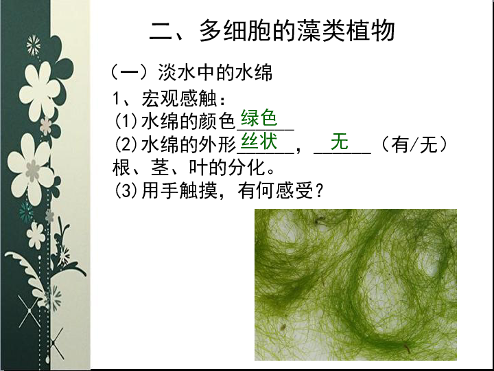 苏科版七下生物 10.2 水中的藻类植物 课件(19张PPT)