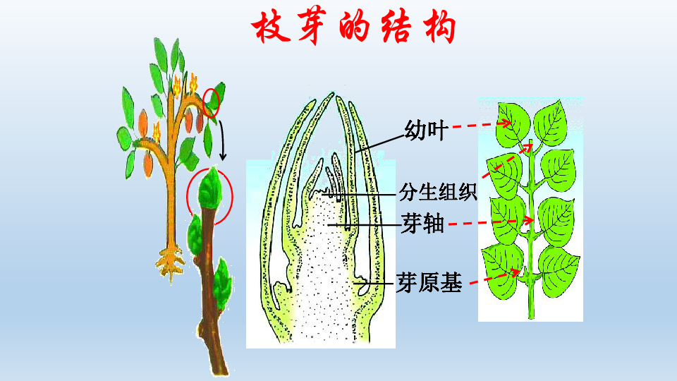 植物的茎的结构示意图图片
