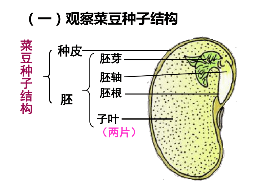 第三单元第一章 第二节  种子植物（46张ppt）