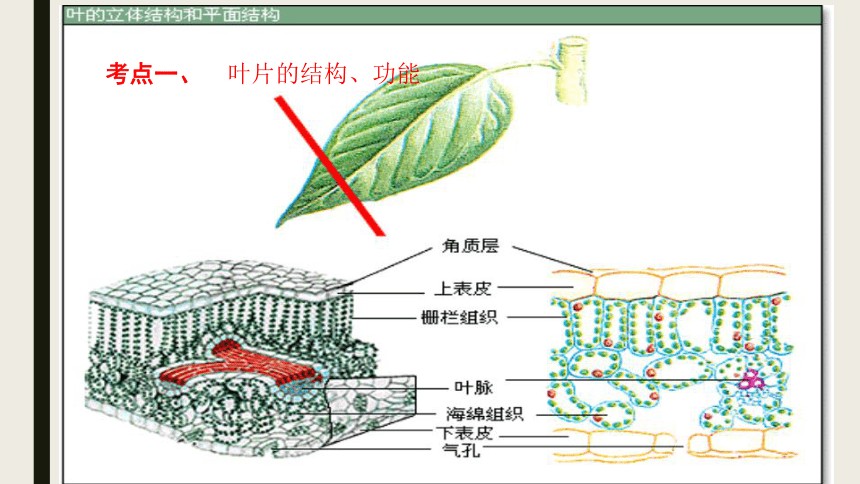 備戰2021年中考生物一輪複習考點7綠色植物的光合作用課件共16張ppt