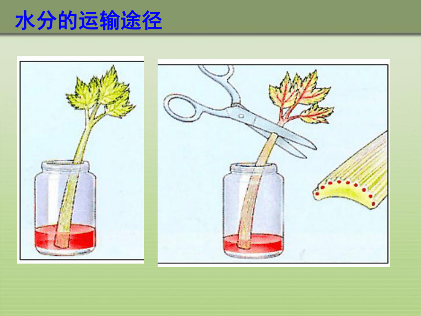 人教版七年级上册生物  3.3绿色植物与生物圈的水循环 课件（24张）