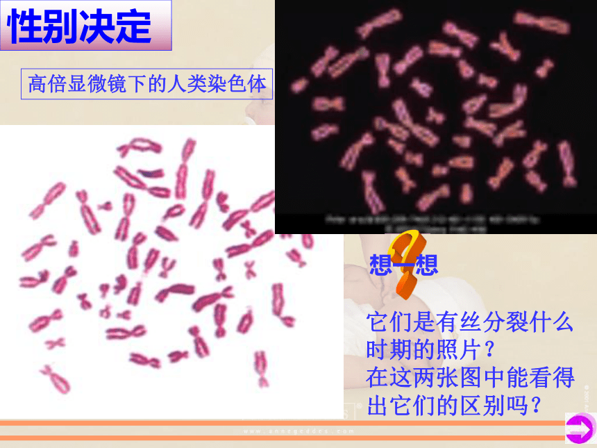 浙科版必修2第2章第3节性染色体和伴性遗传（共39张PPT）