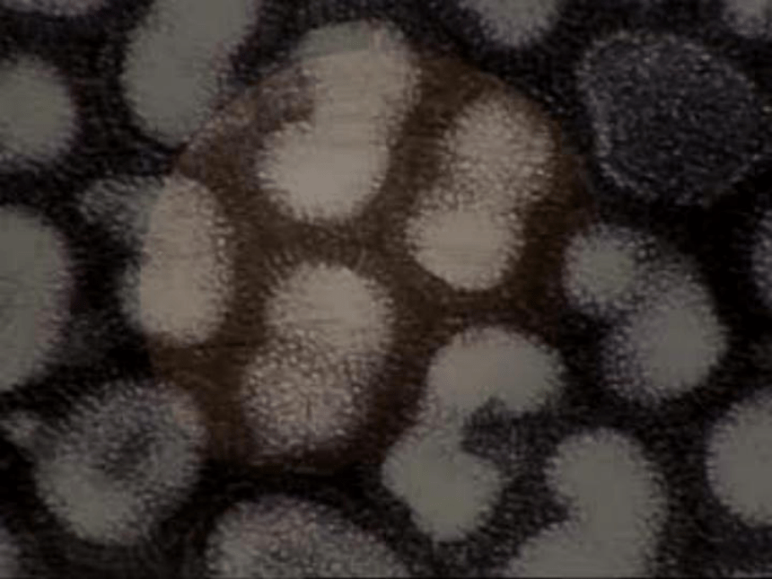 没有细胞结构的微小生物──病毒