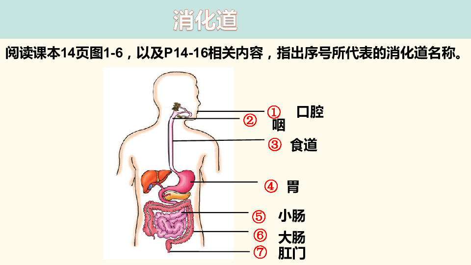 122食物在胃肠内的消化冀少版七年级下册生物课件共19张ppt