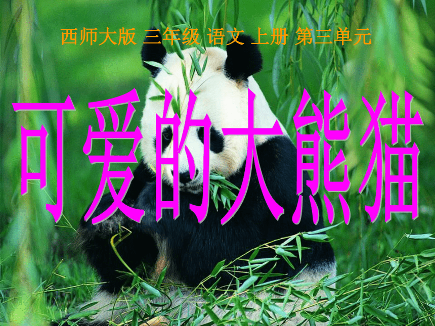 语文三年级上西师版11《可爱的大熊猫》课件1