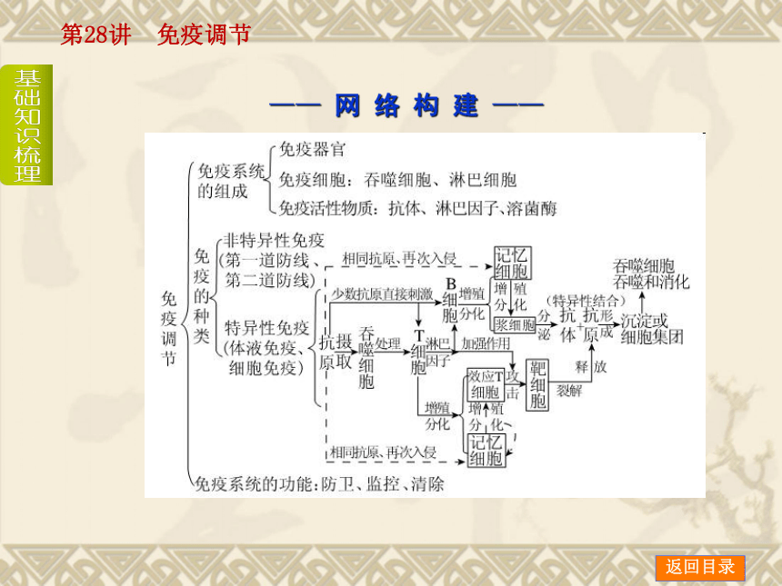 【新课标人教通用，一轮基础查漏补缺】第28讲 免疫调节 （53ppt）