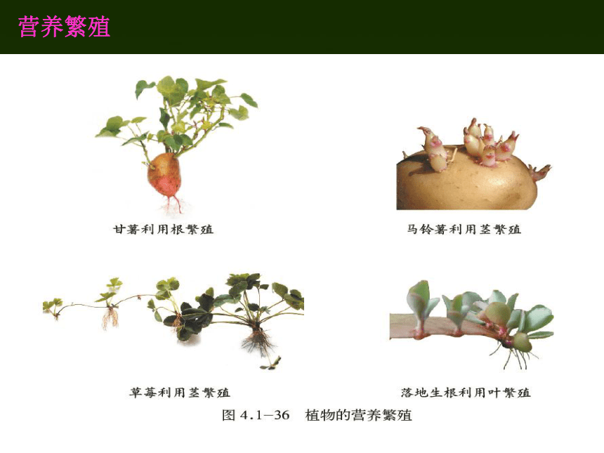 第3节 植物的营养繁殖