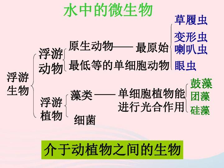 7、用显微镜观察身边的生命世界(三)课件教科版（75张PPT）