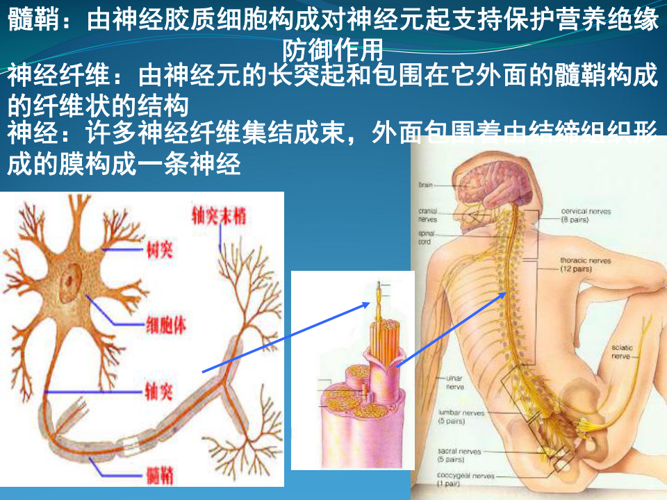 人教高中生物必修三2.1通过神经系统的调节 课件 共30张