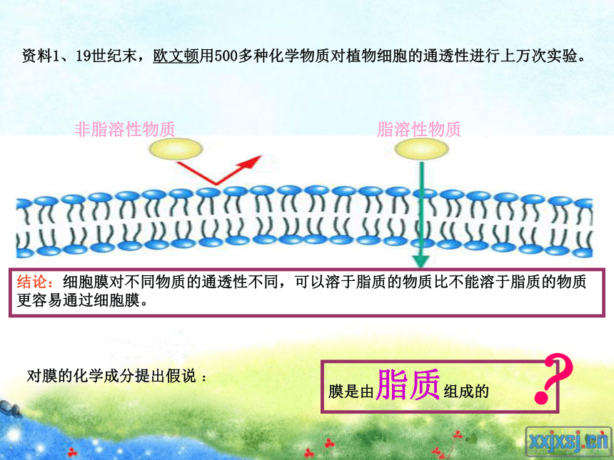 浙科版必修1第二章第二节细胞膜与细胞壁（共26张PPT）