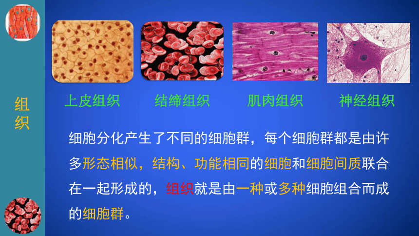 41細胞分化形成組織課件共25張ppt20212022學年北師大版七年級上冊