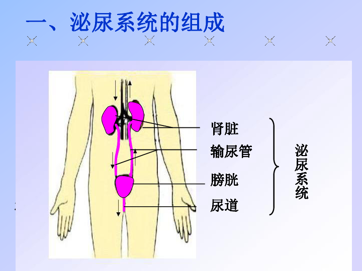 第二节 尿液的形成和排出 课件（22张PPT）
