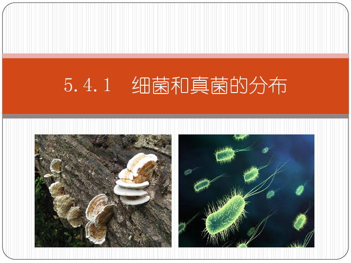 人教版八年级生物上册5.4.1  细菌和真菌的分布课件(共23张PPT)