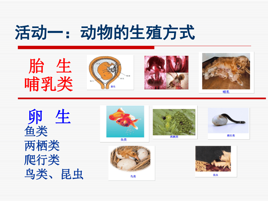 苏科版八年级上册生物 20.1动物的生殖 课件（20张PPT）