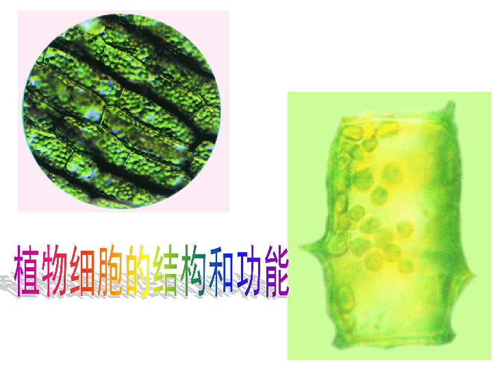 3植物细胞的结构和功能课件(共22张ppt)